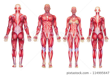 Watercolor anatomical illustration of a male and female human muscular systems 114995647
