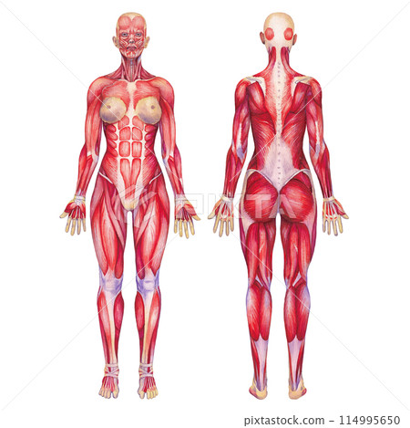 Watercolor anatomical illustration of a female human muscular system 114995650