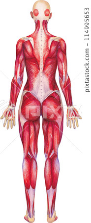 Watercolor anatomical illustration of a female human muscular system 114995653