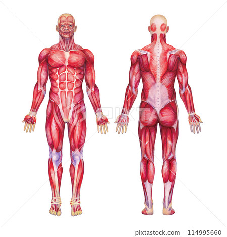 Watercolor anatomical illustration of a male human muscular system Watercolor anatomical illustration of a male human muscular system 114995660