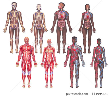 Human Anatomy Illustrations depicting Body Systems painted in watercolor 114995689