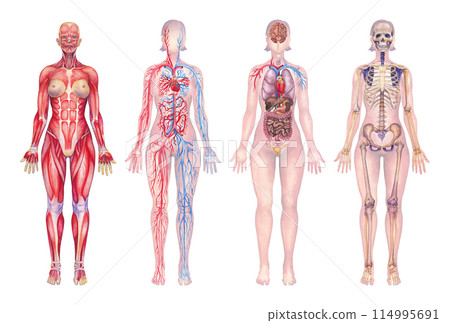 Human Anatomy Illustrations depicting Body Systems painted in watercolor Human Anatomy Illustrations depicting Body Systems painted in watercolor 114995691