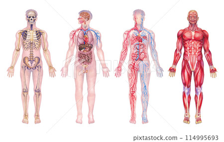 Human Anatomy Illustrations depicting Body Systems painted in watercolor Human Anatomy Illustrations depicting Body Systems painted in watercolor 114995693