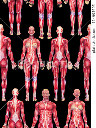 Front and back watercolor views of the human muscular system 114995695