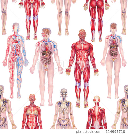 Detailed watercolor illustration of a human anatomy system 114995718
