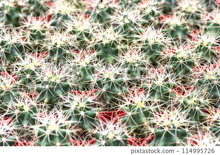 Cactus pattern background and texture Cactus pattern background and texture 114995726