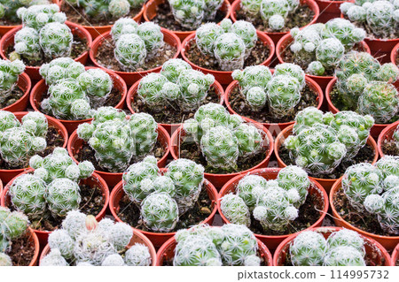 Cactus pattern background and texture 114995732