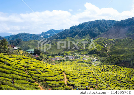 CAMERON HIGHLAND, MALAYSIA- FEB8,2015 CAMERON HIGHLAND, MALAYSIA- FEB8,2015 114995768