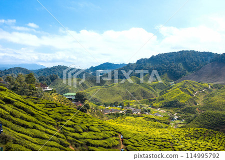 CAMERON HIGHLAND, MALAYSIA- FEB8,2015 CAMERON HIGHLAND, MALAYSIA- FEB8,2015 114995792