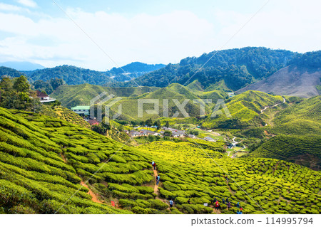 CAMERON HIGHLAND, MALAYSIA- FEB8,2015 114995794