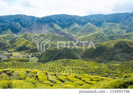 Tea plantation Cameron highlands, Malaysia 114995796