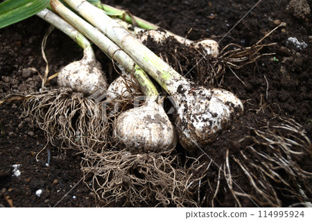 從地裡挖出來的大蒜 114995924