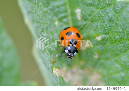 Nana Hoshi Tentou Nana Hoshi Tentou 114995941