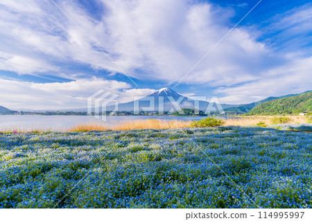 (山梨縣)清晨的河口湖大石公園,穿過粉蝶的富士山 (山梨縣)清晨的河口湖大石公園,穿過粉蝶的富士山 114995997