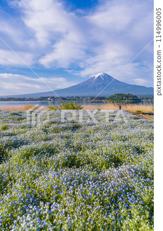 (Yamanashi Prefecture) Early morning at Oishi Park, Lake Kawaguchi, Mount Fuji seen through the nemophila flowers 114996005