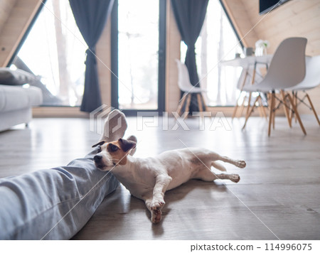 A Jack Russell Terrier dog lies on the feet of its owner in a country house near the patio window. A Jack Russell Terrier dog lies on the feet of its owner in a country house near the patio window. 114996075