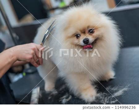A woman makes a pomeranian haircut with scissors. Spitz dog in a grooming salon. 114996236