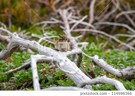 Ezoshimarisu 114996366