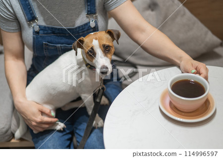 Jack Russell sits on the lap of the hostess in a cafe. Woman drinking coffee in a dog friendly cafe. 114996597