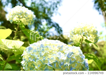hydrangea   114996749