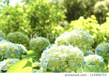 hydrangea   114996754