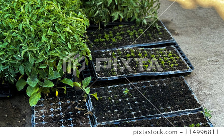 Green sprouts in a black pot, sowing, small plant, flower growing from a seed, home gardening 114996811