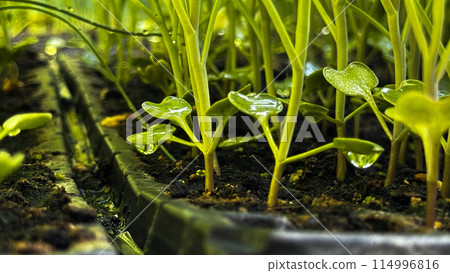 Green sprouts in a black pot, sowing, small plant, flower growing from a seed, home gardening 114996816