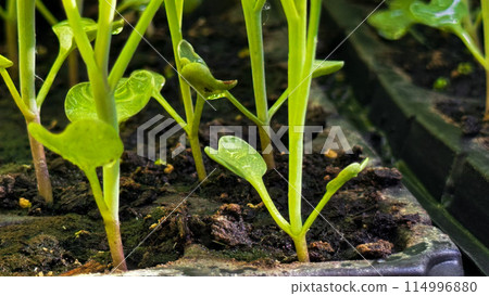 Green sprouts in a black pot, sowing, small plant, flower growing from a seed, home gardening Green sprouts in a black pot, sowing, small plant, flower growing from a seed, home gardening 114996880