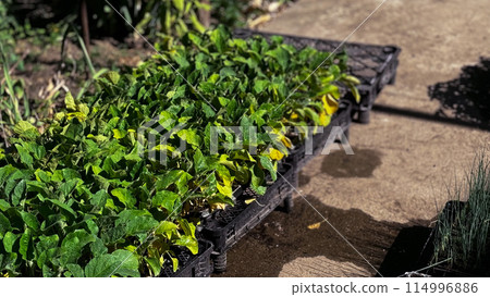 Green sprouts in a black pot, sowing, small plant, flower growing from a seed, home gardening 114996886