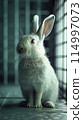A rabbit in a controlled study using RFID technology to monitor its movements and behaviors in different environments. 114997073