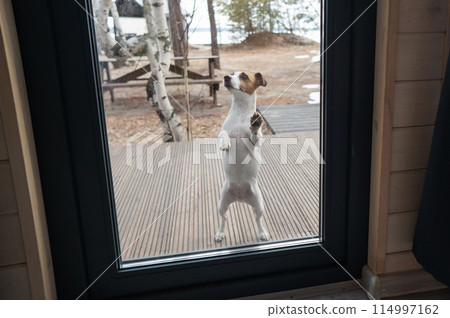 The dog stands at the patio window and asks to go inside the house. The dog stands at the patio window and asks to go inside the house. 114997162