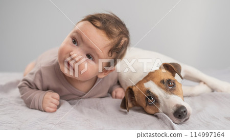 Portrait of a baby lying on his stomach and a Jack Russell Terrier dog. Portrait of a baby lying on his stomach and a Jack Russell Terrier dog. 114997164