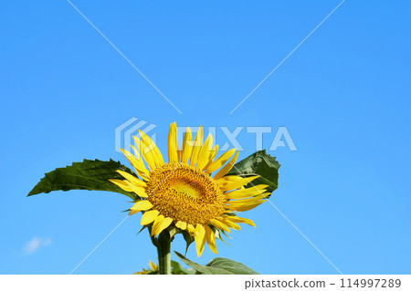 Sunflower blooming in the sunflower field 114997289