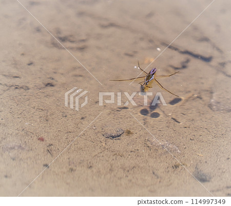 水面上的Amenbo 114997349