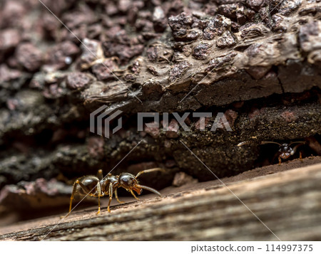 Brown ant going up the wooden surface Brown ant going up the wooden surface 114997375