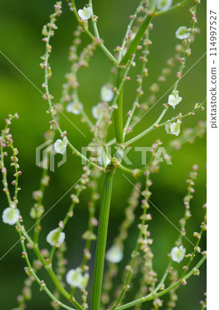 Spring, sorrel seeds remaining...1 Spring, sorrel seeds remaining...1 114997527