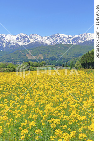 May in Hakuba: Snow-covered Northern Alps seen from Nodaira 114997668
