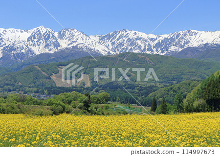 五月的白馬：從野平看到的北阿爾卑斯山被白雪覆蓋 114997673