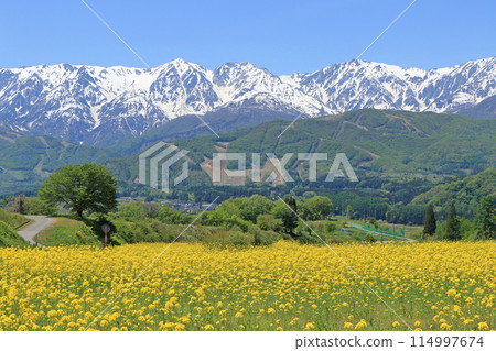 May in Hakuba: Snow-covered Northern Alps seen from Nodaira May in Hakuba: Snow-covered Northern Alps seen from Nodaira 114997674