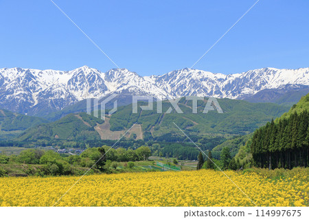 五月的白馬：從野平看到的北阿爾卑斯山被白雪覆蓋 114997675