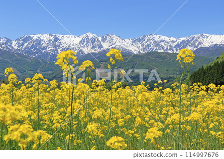 五月的白馬：從野平看到的北阿爾卑斯山被白雪覆蓋 114997676