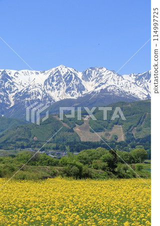 五月的白馬:從野平看到的北阿爾卑斯山被白雪覆蓋 五月的白馬:從野平看到的北阿爾卑斯山被白雪覆蓋 114997725