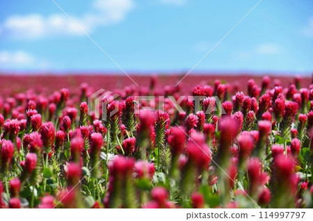 A beautiful blooming red field in the Czech Republic. Concept for nature and agriculture. Beautiful red flowers. Spring nature background. Clover incarnate - Trifolium incarnatum 114997797