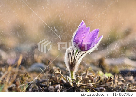 Spring flowers. Beautifully blossoming pasque flower and sun with a natural colored background. (Pulsatilla grandis) 114997799