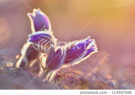 Spring flowers. Beautifully blossoming pasque flower and sun with a natural colored background. (Pulsatilla grandis) 114997806