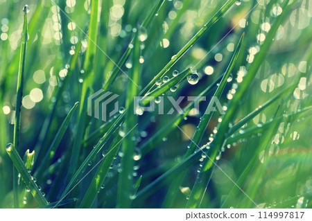 Spring. Beautiful natural background of green grass with dew and water drops. Seasonal concept - morning in nature. Spring. Beautiful natural background of green grass with dew and water drops. Seasonal concept - morning in nature. 114997817