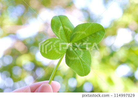 Hand holding a four-leaf clover Lucky clover 114997829