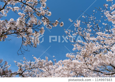 Cherry blossoms in full bloom shining in the blue sky Cherry blossoms in full bloom shining in the blue sky 114997883