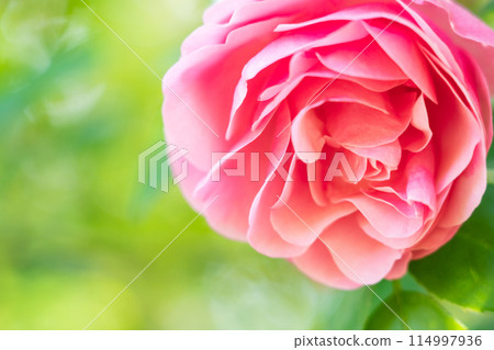 Rose image 114997936