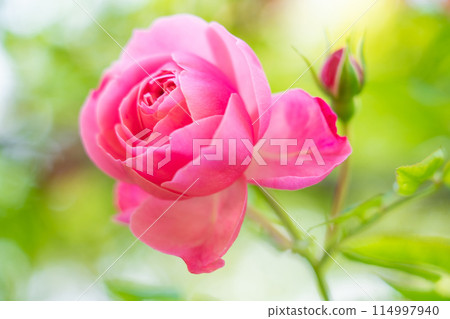 Rose image 114997940